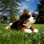 RAPPA Plush toy BERNESE, 30cm