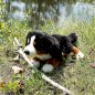 RAPPA Plush toy BERNESE, 44cm