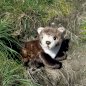 RAPPA Plush toy MARTEN, 24cm