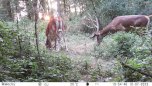 ICU Trail camera CLOM EasyCam
