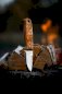 HELLE Knife Wabakimi Sleipner
